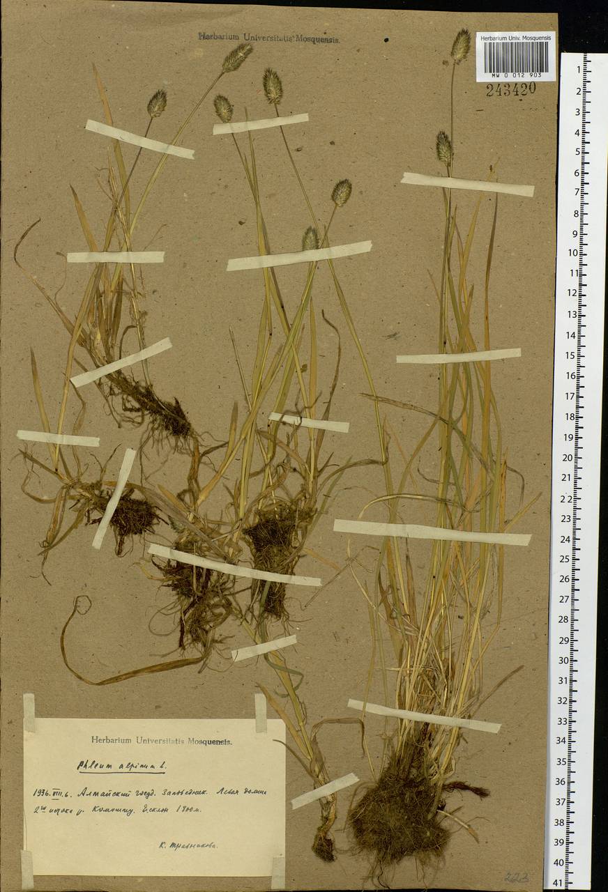 Phleum alpinum L., Siberia, Altai & Sayany Mountains (S2) (Russia)