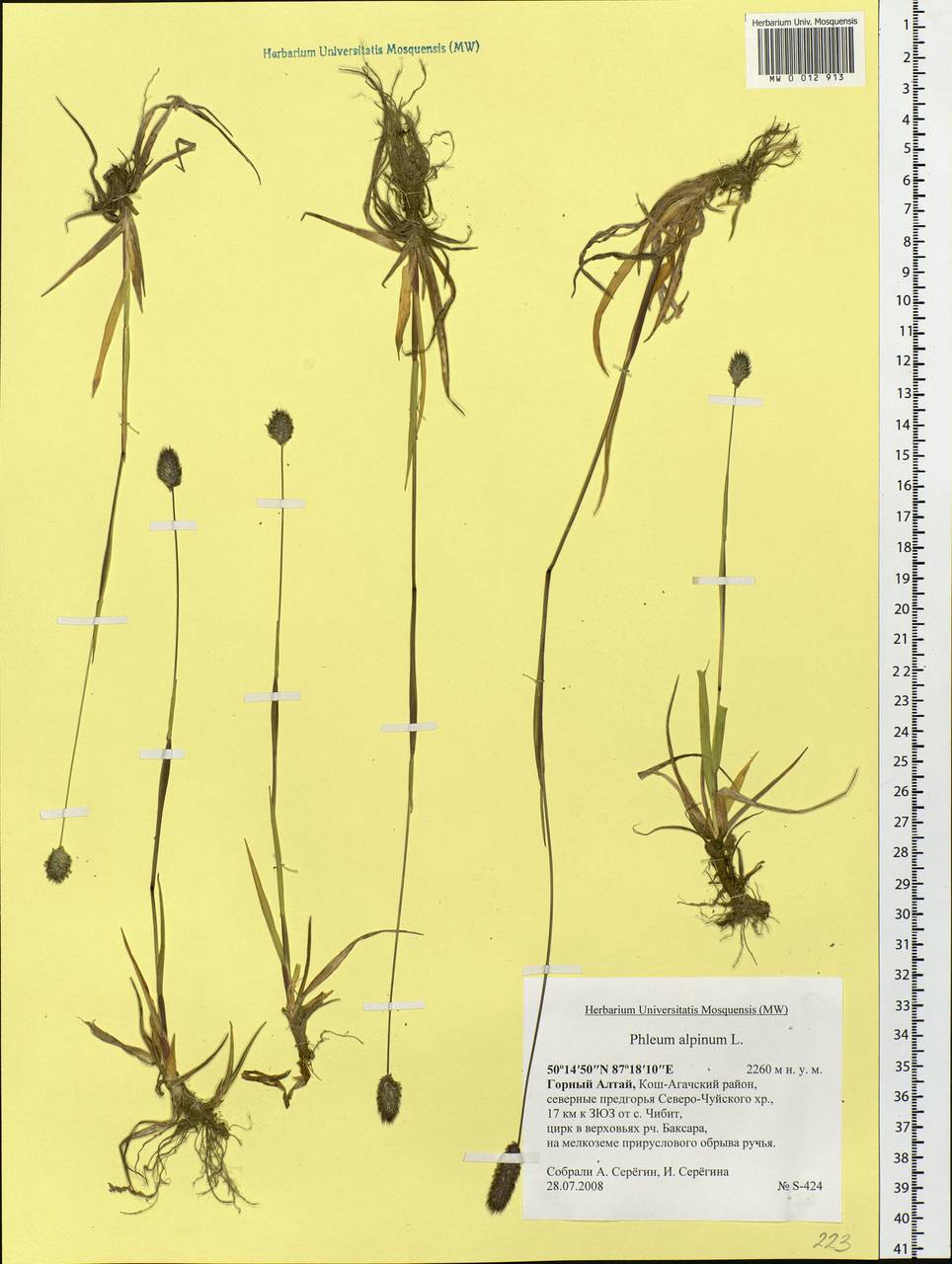 Phleum alpinum L., Siberia, Altai & Sayany Mountains (S2) (Russia)