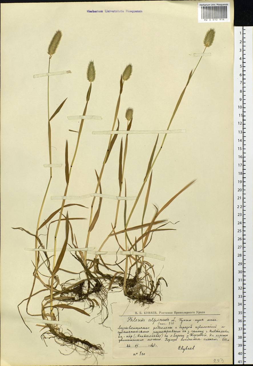 Phleum alpinum L., Eastern Europe, Northern region (E1) (Russia)