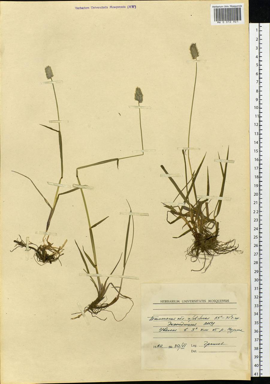 Phleum alpinum L., Siberia, Western Siberia (S1) (Russia)