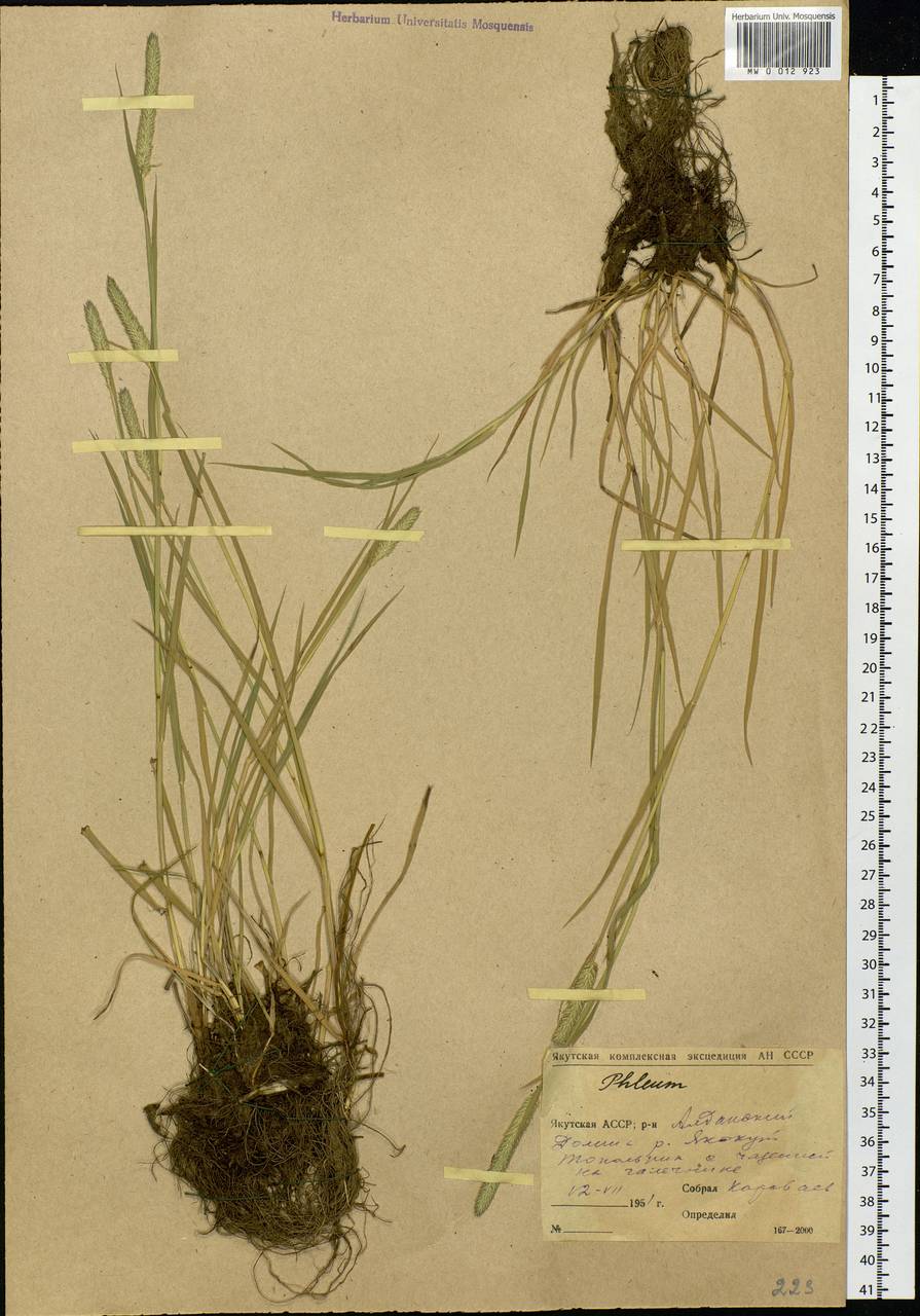 Phleum, Siberia, Yakutia (S5) (Russia)