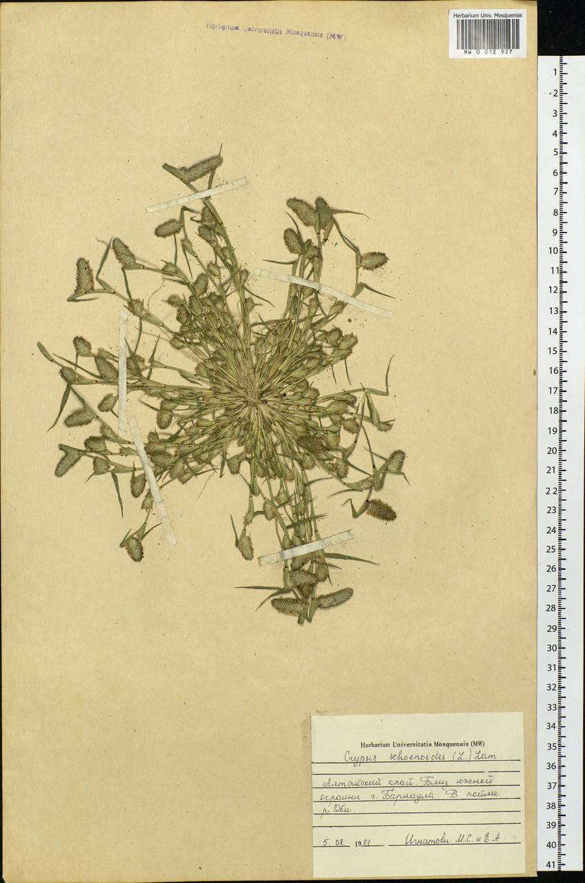 Sporobolus schoenoides (L.) P.M.Peterson, Siberia, Altai & Sayany Mountains (S2) (Russia)