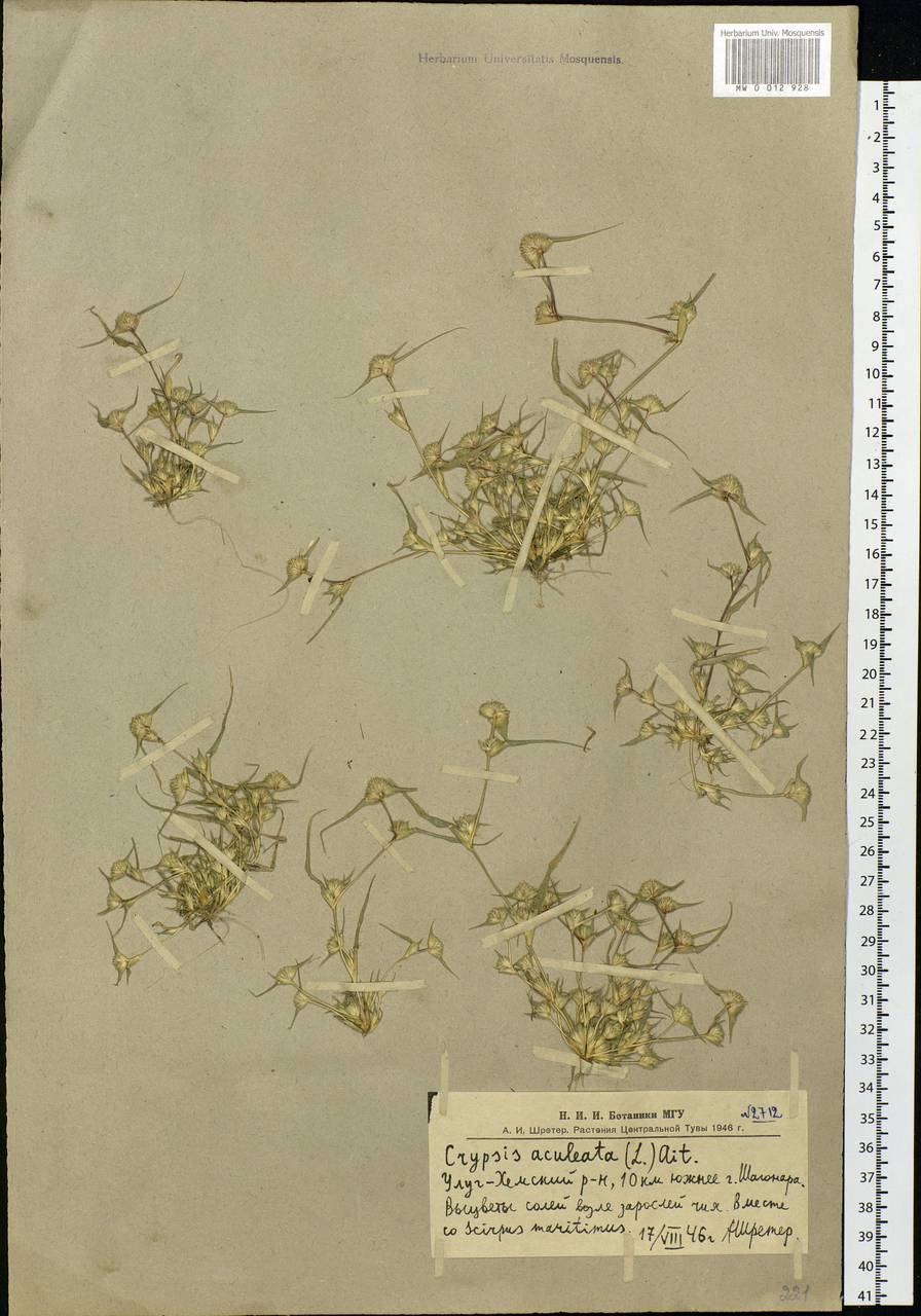 Sporobolus aculeatus (L.) P.M.Peterson, Siberia, Altai & Sayany Mountains (S2) (Russia)