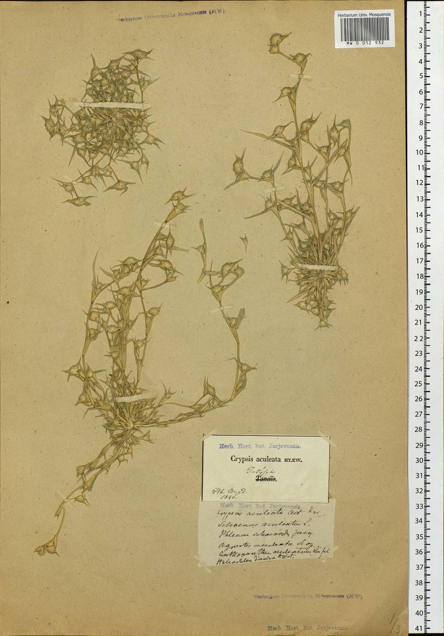 Sporobolus aculeatus (L.) P.M.Peterson, Siberia, Western Siberia (S1) (Russia)