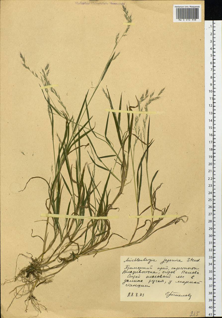 Muhlenbergia japonica Steud., Siberia, Russian Far East (S6) (Russia)