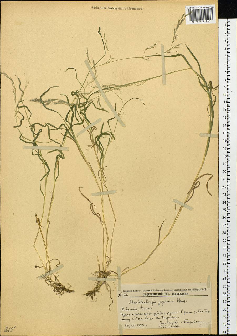 Muhlenbergia japonica Steud., Siberia, Russian Far East (S6) (Russia)