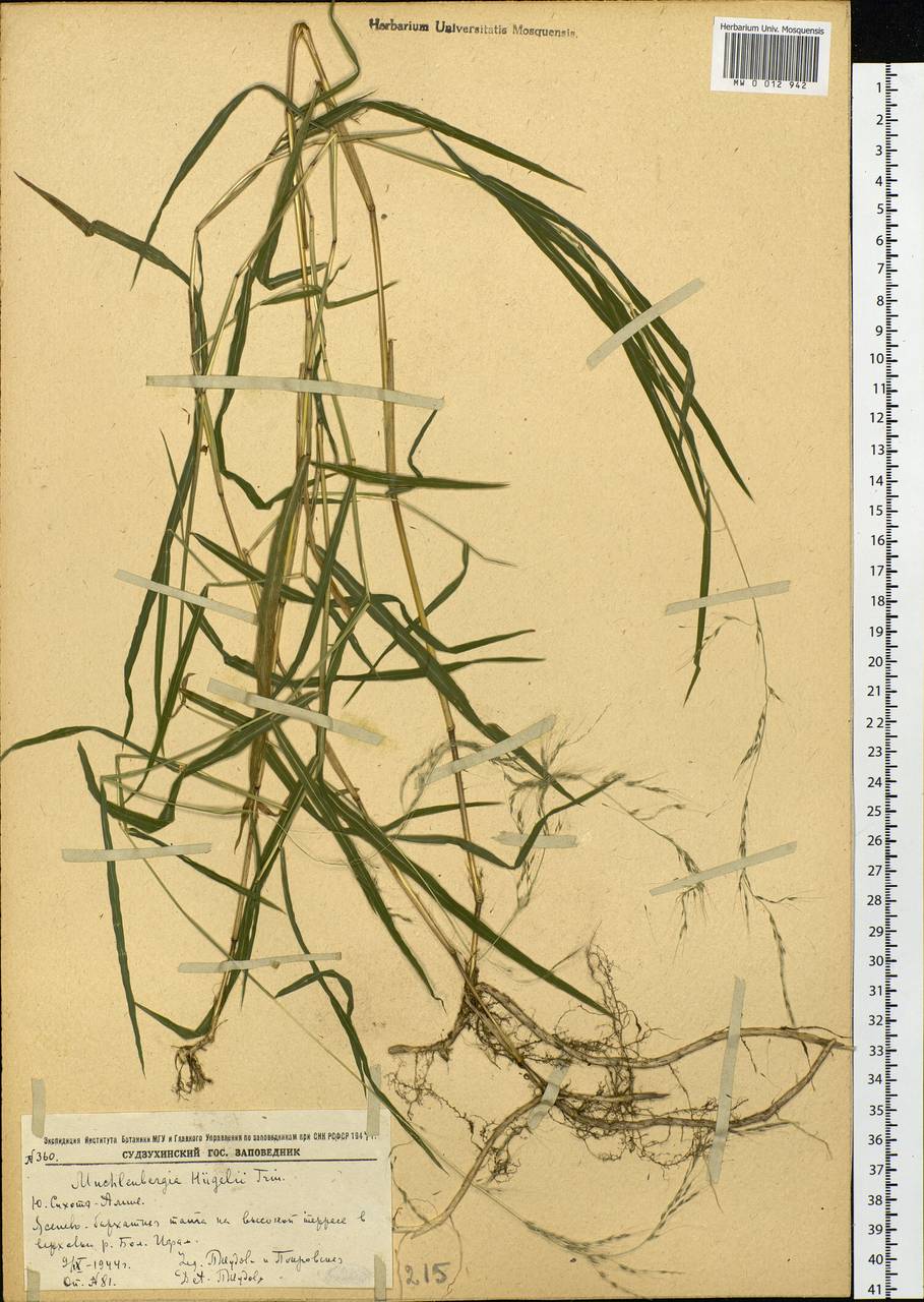 Muhlenbergia huegelii Trin., Siberia, Russian Far East (S6) (Russia)