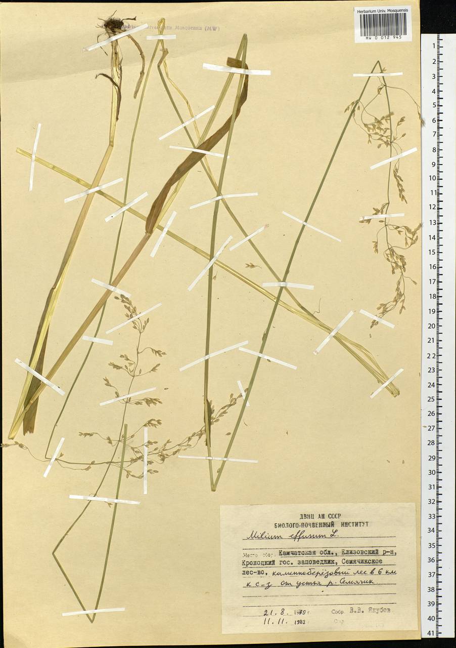 Milium effusum L., Siberia, Chukotka & Kamchatka (S7) (Russia)