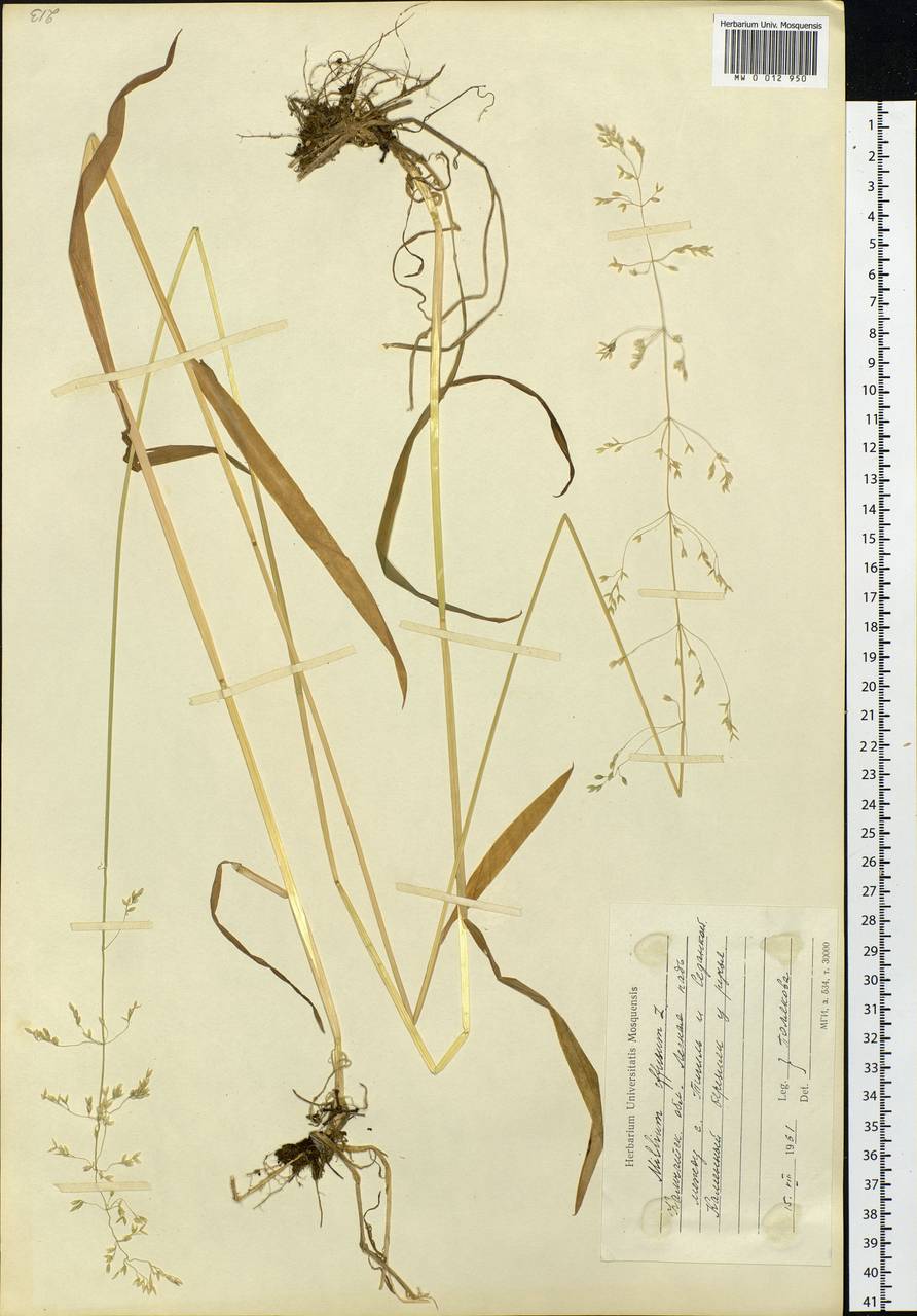 Milium effusum L., Siberia, Chukotka & Kamchatka (S7) (Russia)