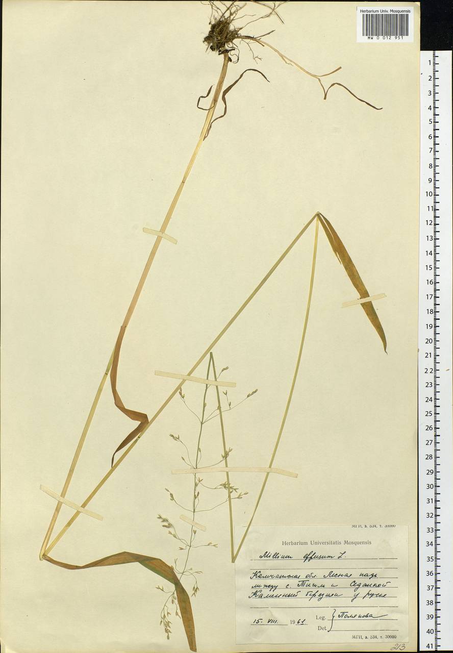 Milium effusum L., Siberia, Chukotka & Kamchatka (S7) (Russia)