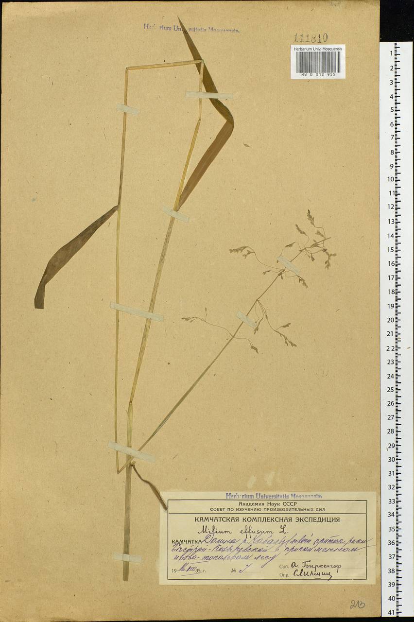 Milium effusum L., Siberia, Chukotka & Kamchatka (S7) (Russia)