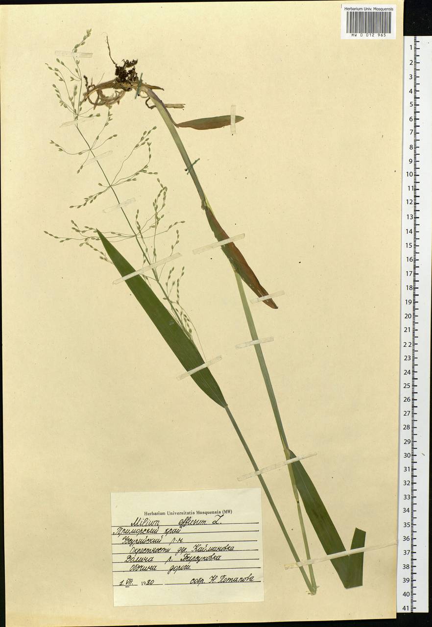 Milium effusum L., Siberia, Russian Far East (S6) (Russia)