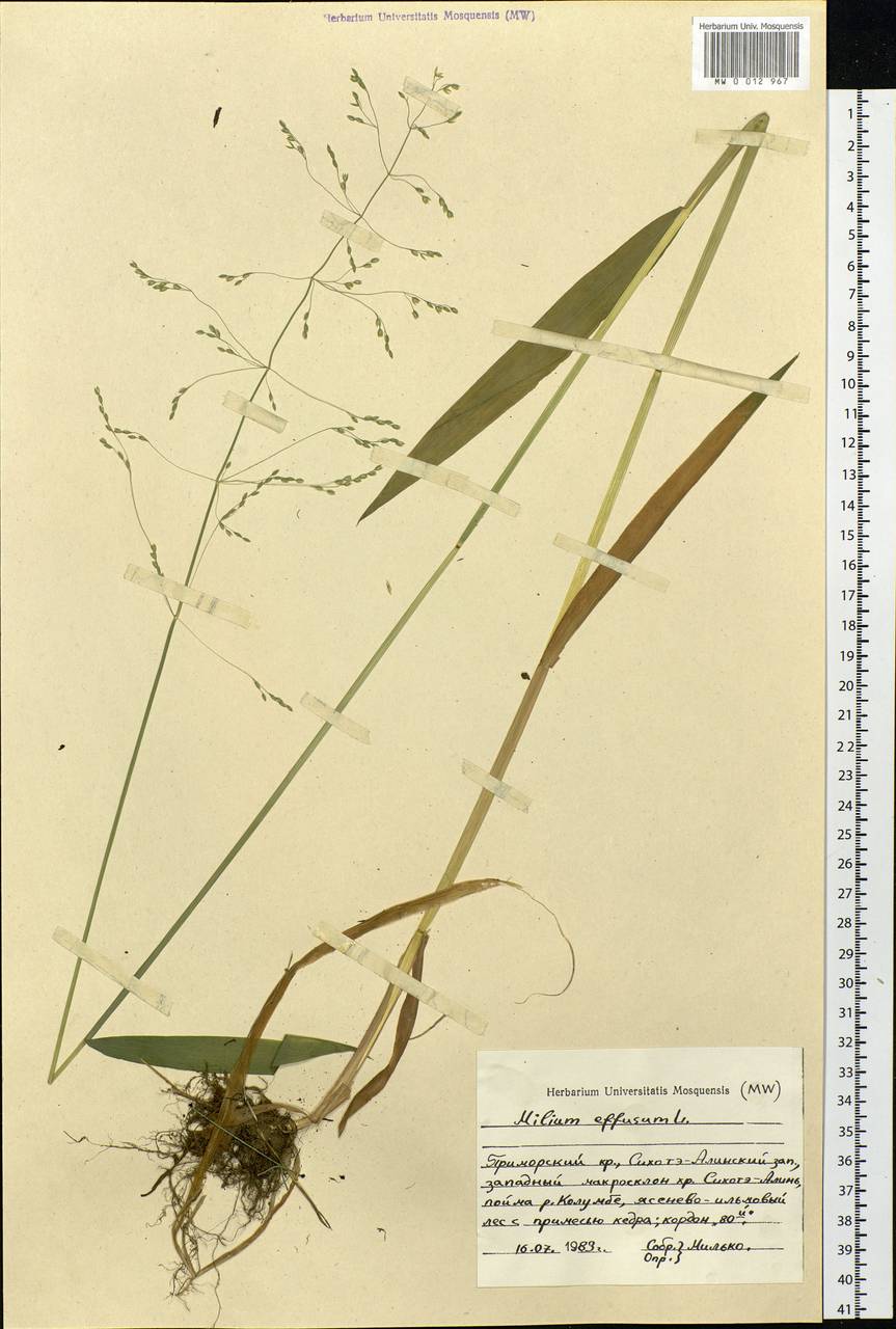 Milium effusum L., Siberia, Russian Far East (S6) (Russia)