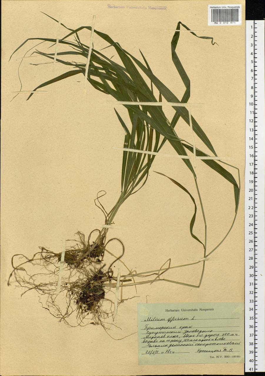 Milium effusum L., Siberia, Russian Far East (S6) (Russia)