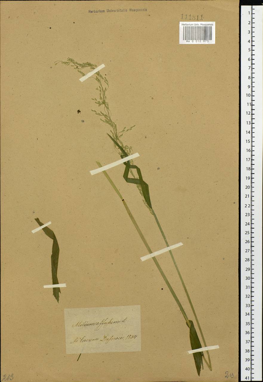 Milium effusum L., Siberia, Baikal & Transbaikal region (S4) (Russia)