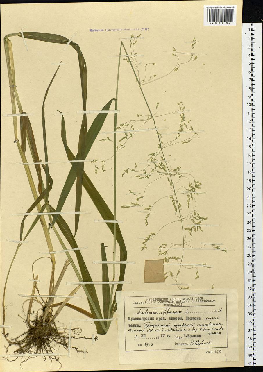 Milium effusum L., Siberia, Central Siberia (S3) (Russia)