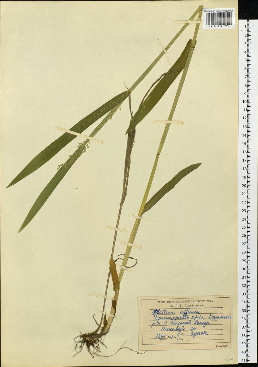 Milium effusum L., Siberia, Central Siberia (S3) (Russia)