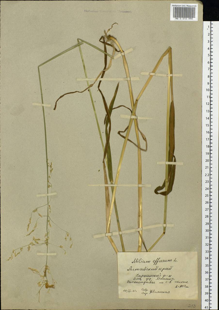 Milium effusum L., Siberia, Altai & Sayany Mountains (S2) (Russia)