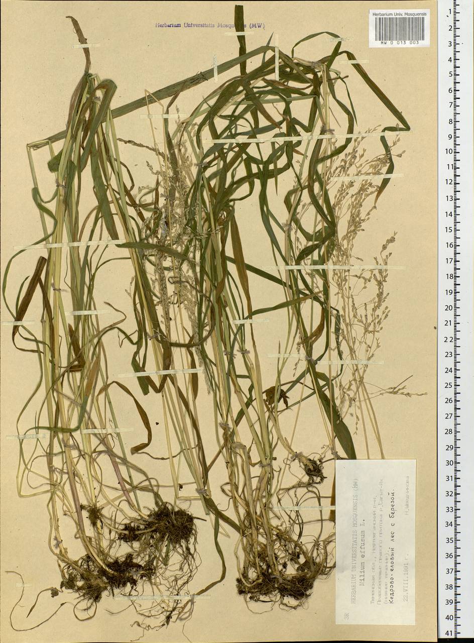 Milium effusum L., Siberia, Western Siberia (S1) (Russia)