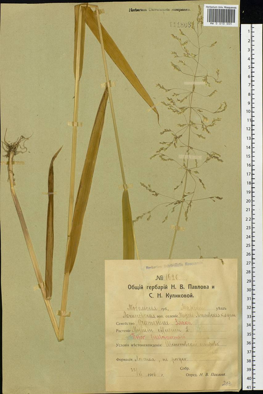 Milium effusum L., Siberia, Western Siberia (S1) (Russia)