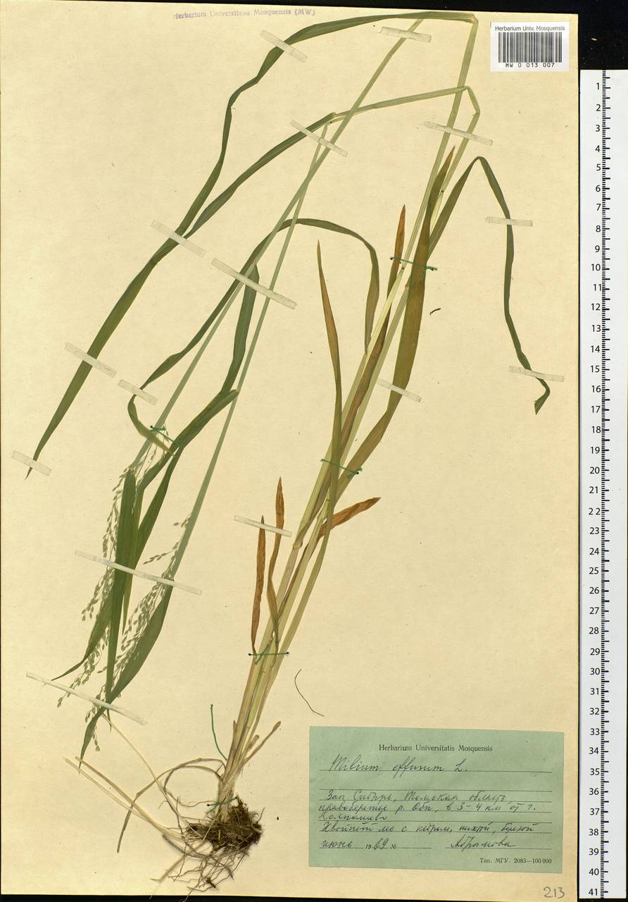 Milium effusum L., Siberia, Western Siberia (S1) (Russia)