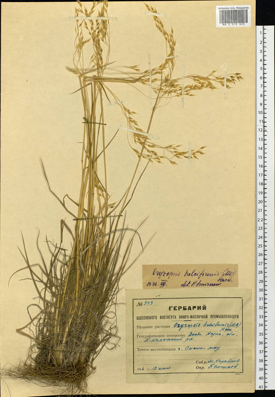 Piptatherum holciforme (M.Bieb.) Roem. & Schult., Siberia, Western (Kazakhstan) Altai Mountains (S2a) (Kazakhstan)