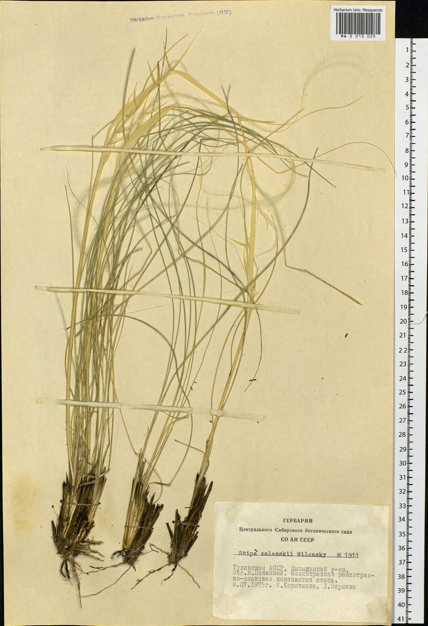 Stipa zalesskii Wilensky, Siberia, Altai & Sayany Mountains (S2) (Russia)