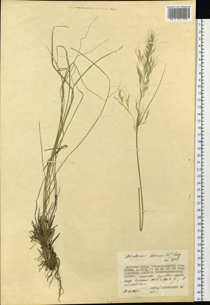 Achnatherum sibiricum (L.) Keng ex Tzvelev, Siberia, Russian Far East (S6) (Russia)