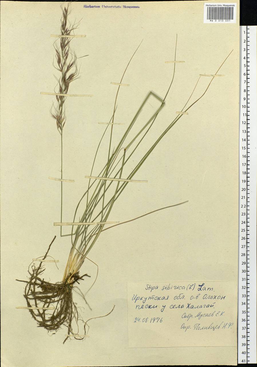 Achnatherum sibiricum (L.) Keng ex Tzvelev, Siberia, Baikal & Transbaikal region (S4) (Russia)