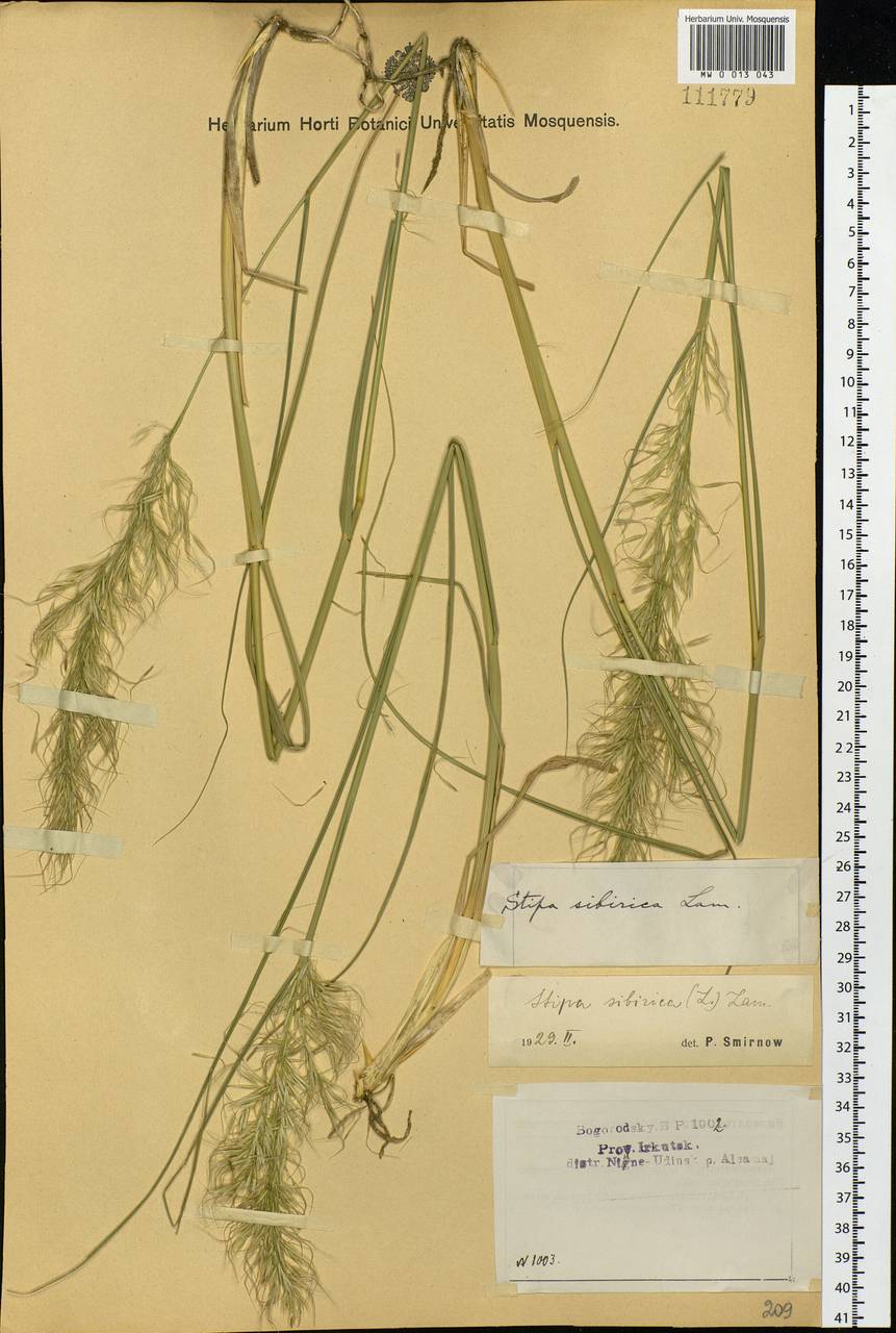 Achnatherum sibiricum (L.) Keng ex Tzvelev, Siberia, Baikal & Transbaikal region (S4) (Russia)