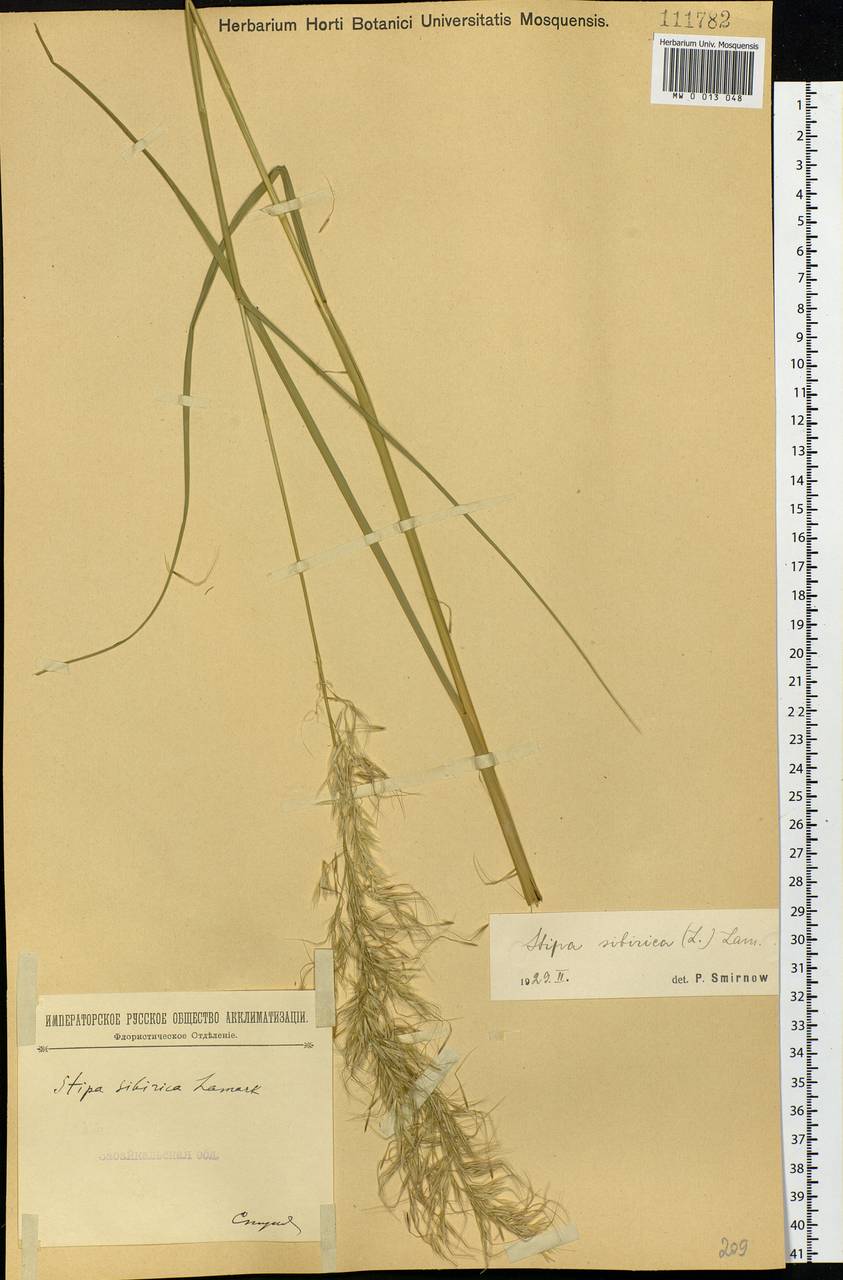 Achnatherum sibiricum (L.) Keng ex Tzvelev, Siberia, Baikal & Transbaikal region (S4) (Russia)