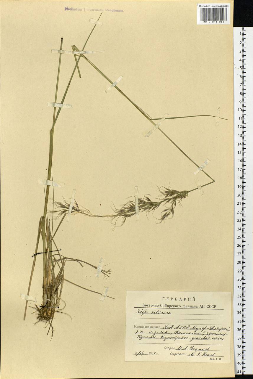 Achnatherum sibiricum (L.) Keng ex Tzvelev, Siberia, Baikal & Transbaikal region (S4) (Russia)
