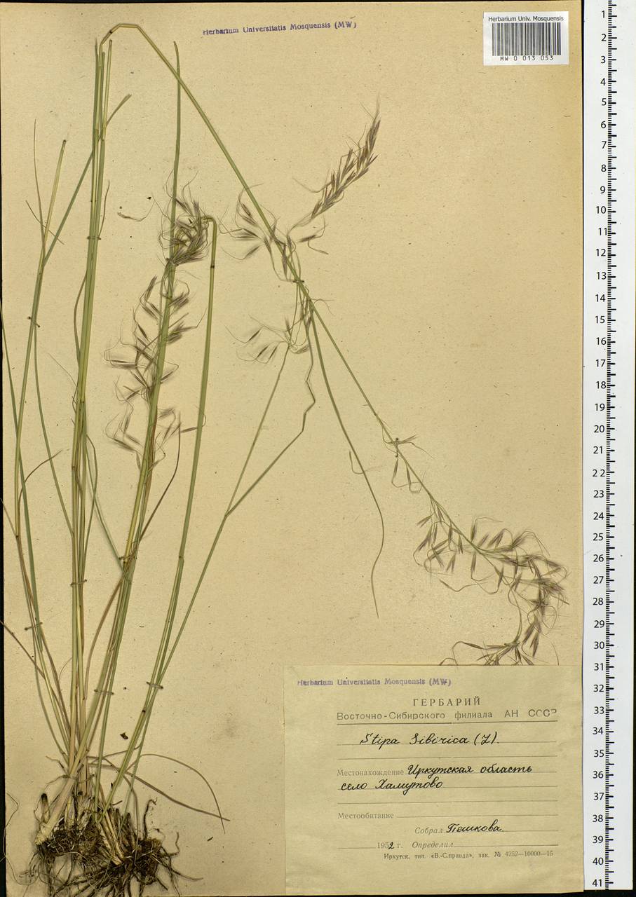 Achnatherum sibiricum (L.) Keng ex Tzvelev, Siberia, Baikal & Transbaikal region (S4) (Russia)