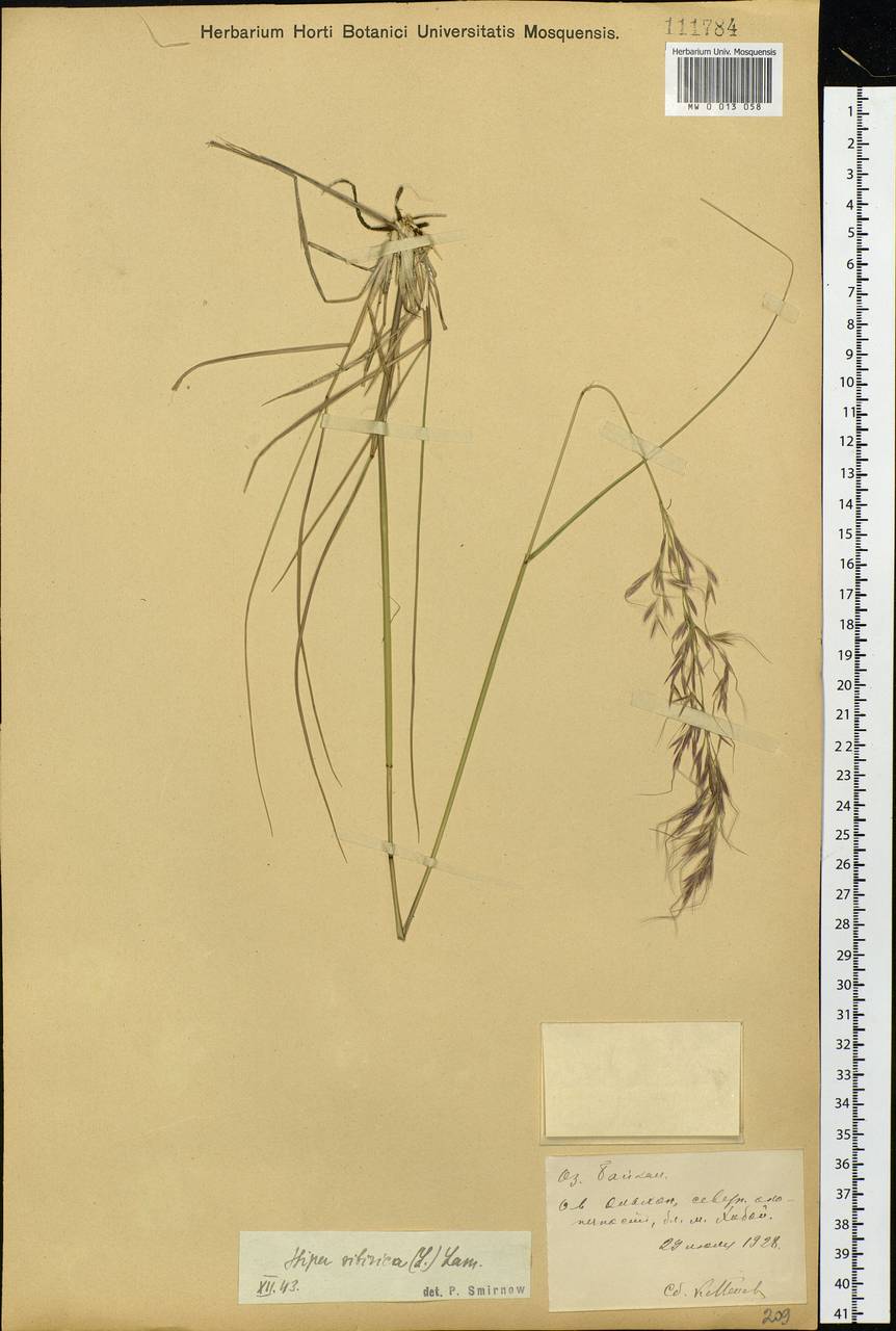Achnatherum sibiricum (L.) Keng ex Tzvelev, Siberia, Baikal & Transbaikal region (S4) (Russia)