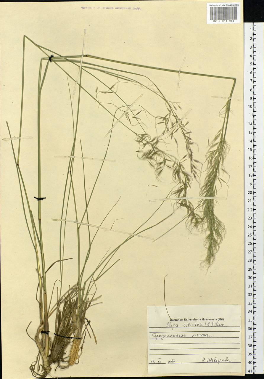 Achnatherum sibiricum (L.) Keng ex Tzvelev, Siberia, Baikal & Transbaikal region (S4) (Russia)