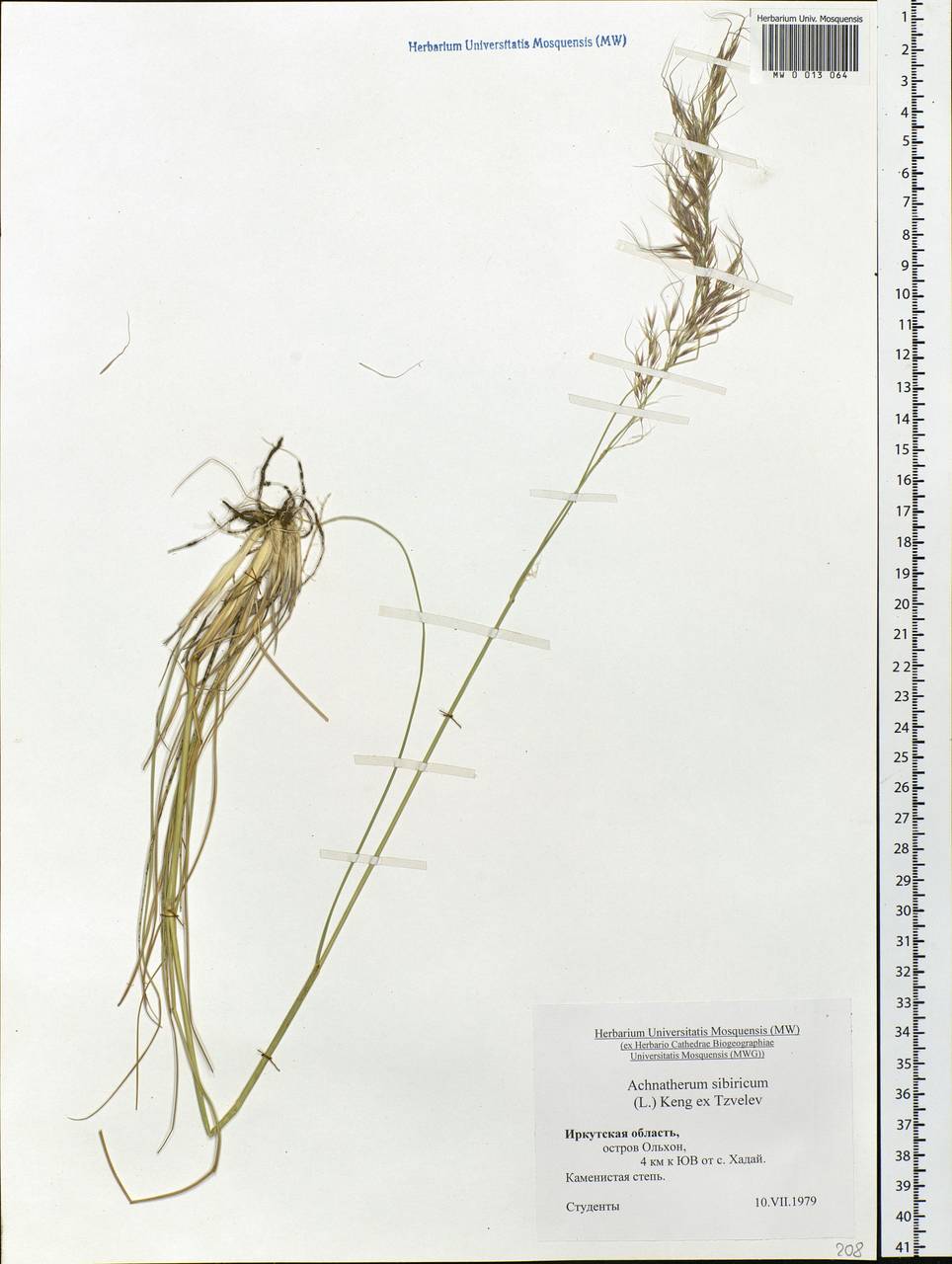 Achnatherum sibiricum (L.) Keng ex Tzvelev, Siberia, Baikal & Transbaikal region (S4) (Russia)