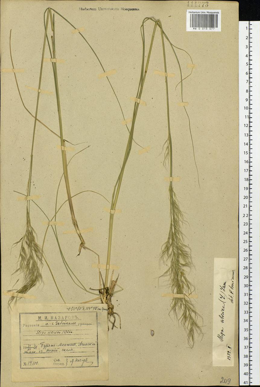 Achnatherum sibiricum (L.) Keng ex Tzvelev, Siberia, Baikal & Transbaikal region (S4) (Russia)