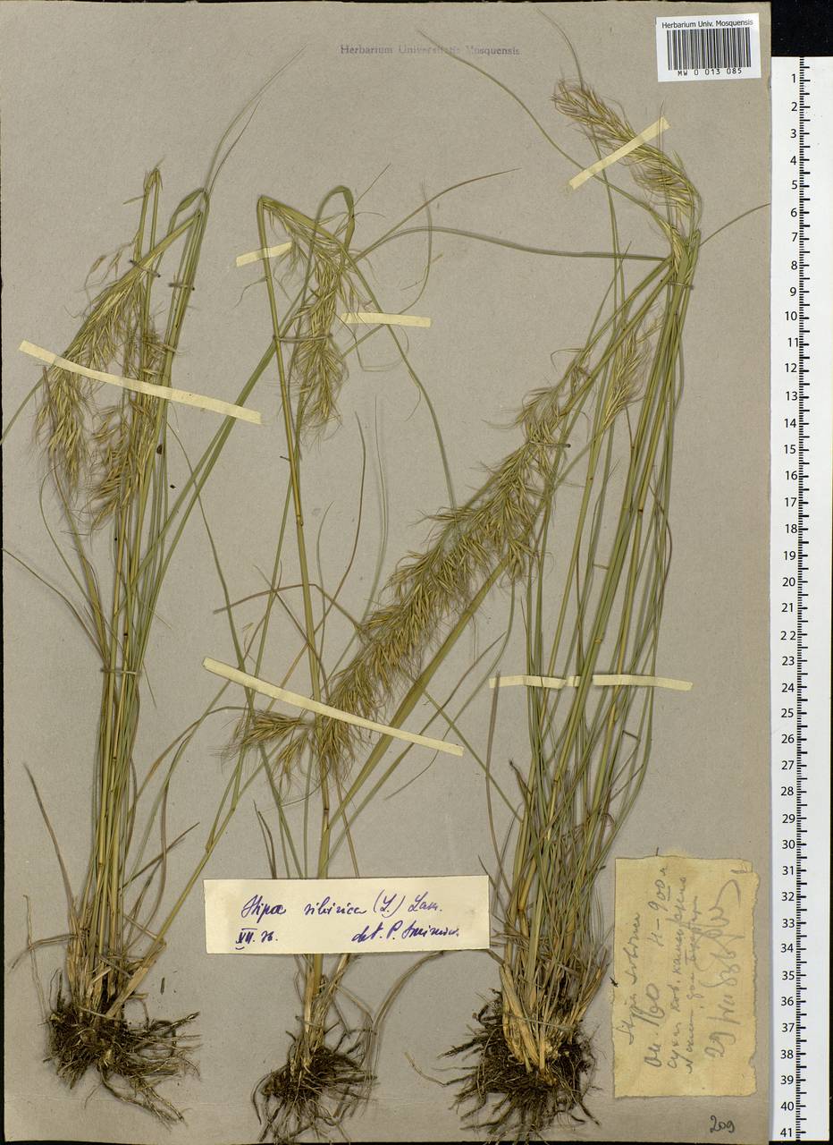 Achnatherum sibiricum (L.) Keng ex Tzvelev, Middle Asia, Dzungarian Alatau & Tarbagatai (M5) (Kazakhstan)