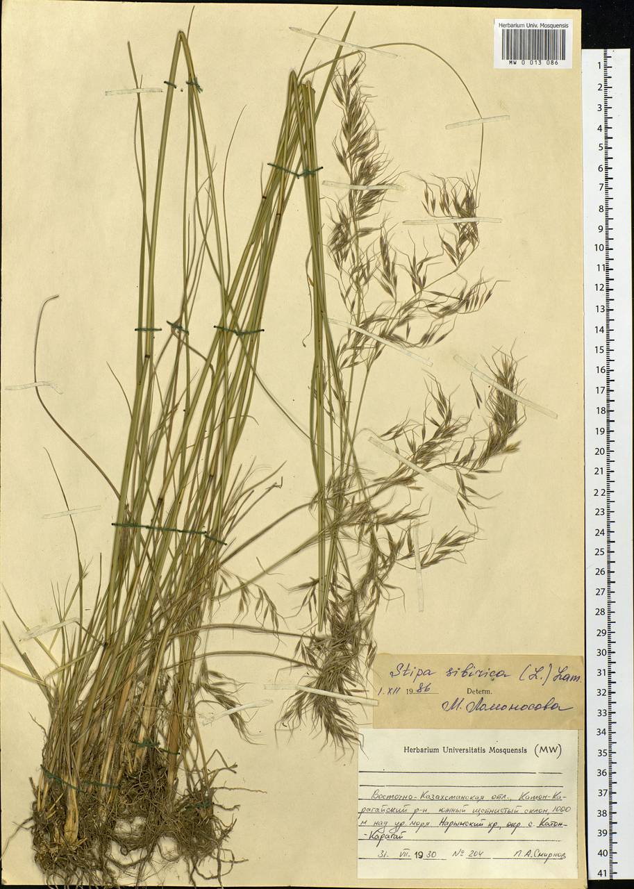 Achnatherum sibiricum (L.) Keng ex Tzvelev, Siberia, Western (Kazakhstan) Altai Mountains (S2a) (Kazakhstan)