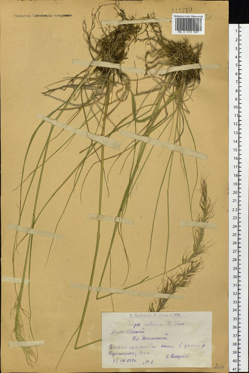 Achnatherum sibiricum (L.) Keng ex Tzvelev, Siberia, Western (Kazakhstan) Altai Mountains (S2a) (Kazakhstan)