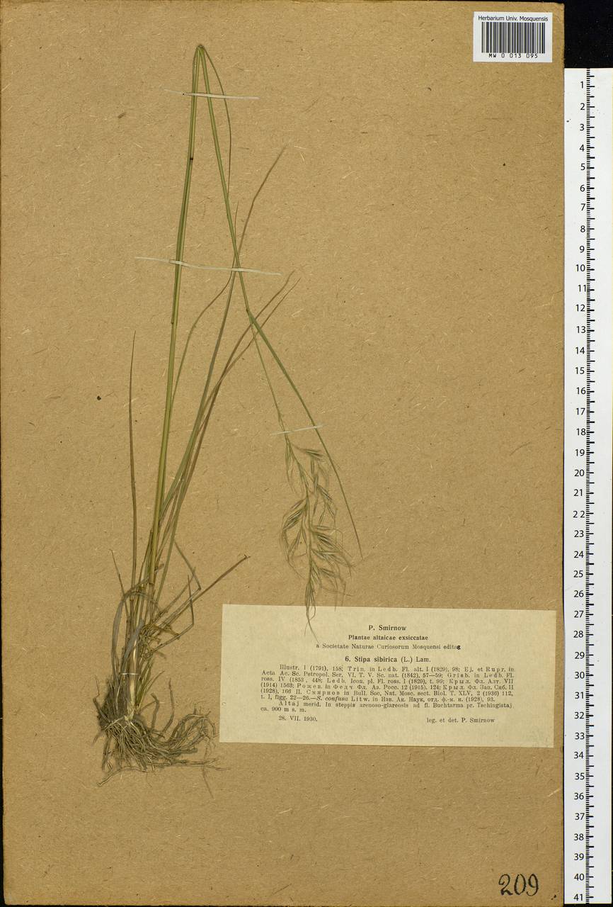 Achnatherum sibiricum (L.) Keng ex Tzvelev, Siberia, Western (Kazakhstan) Altai Mountains (S2a) (Kazakhstan)