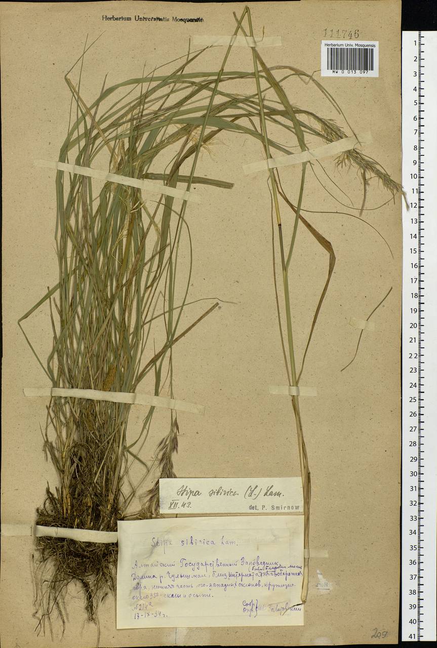 Achnatherum sibiricum (L.) Keng ex Tzvelev, Siberia, Altai & Sayany Mountains (S2) (Russia)