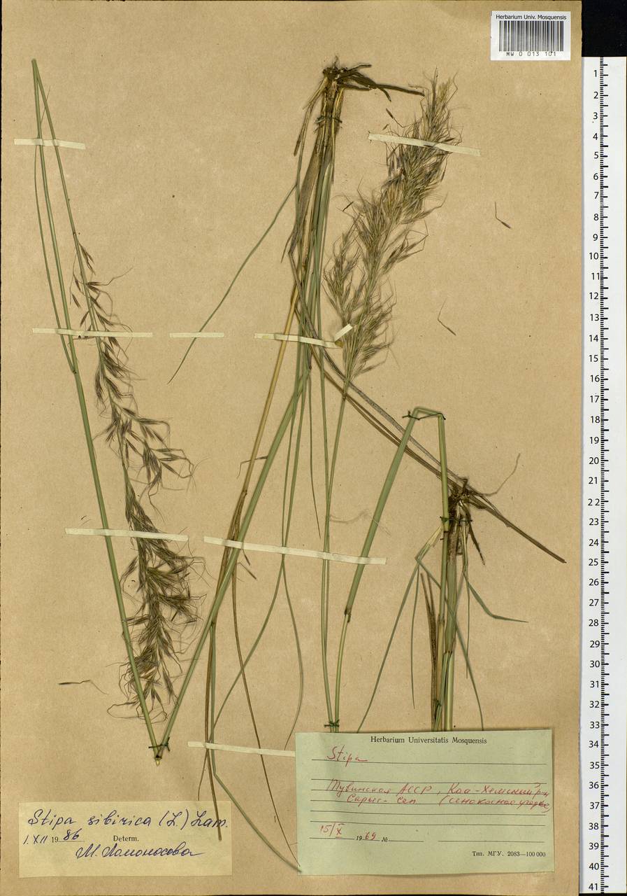 Achnatherum sibiricum (L.) Keng ex Tzvelev, Siberia, Altai & Sayany Mountains (S2) (Russia)