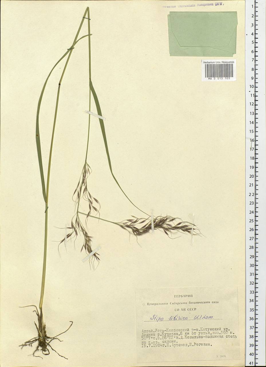 Achnatherum sibiricum (L.) Keng ex Tzvelev, Siberia, Altai & Sayany Mountains (S2) (Russia)