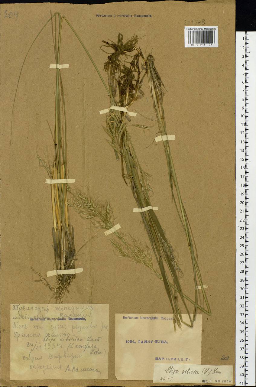 Achnatherum sibiricum (L.) Keng ex Tzvelev, Siberia, Altai & Sayany Mountains (S2) (Russia)