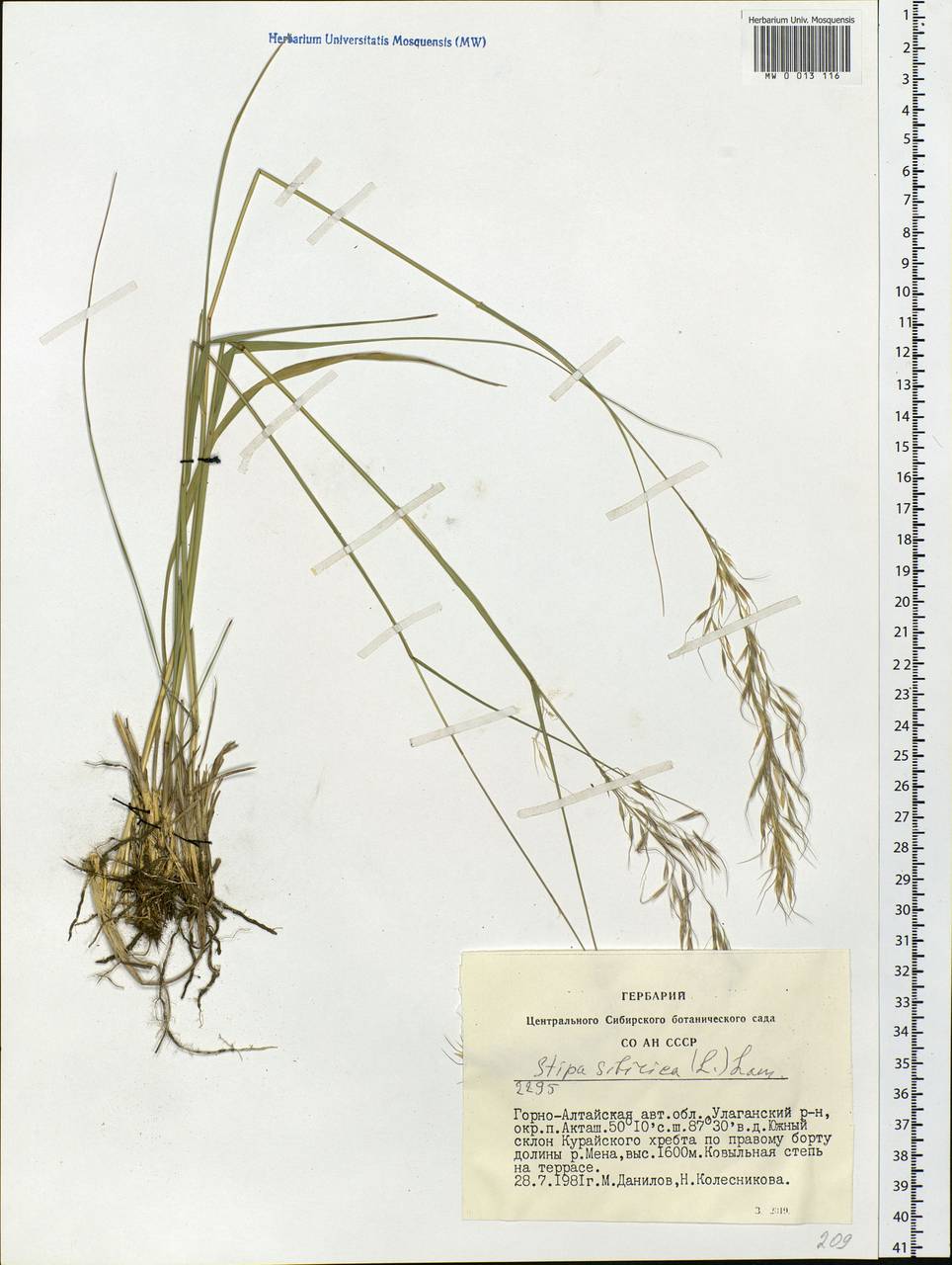 Achnatherum sibiricum (L.) Keng ex Tzvelev, Siberia, Altai & Sayany Mountains (S2) (Russia)