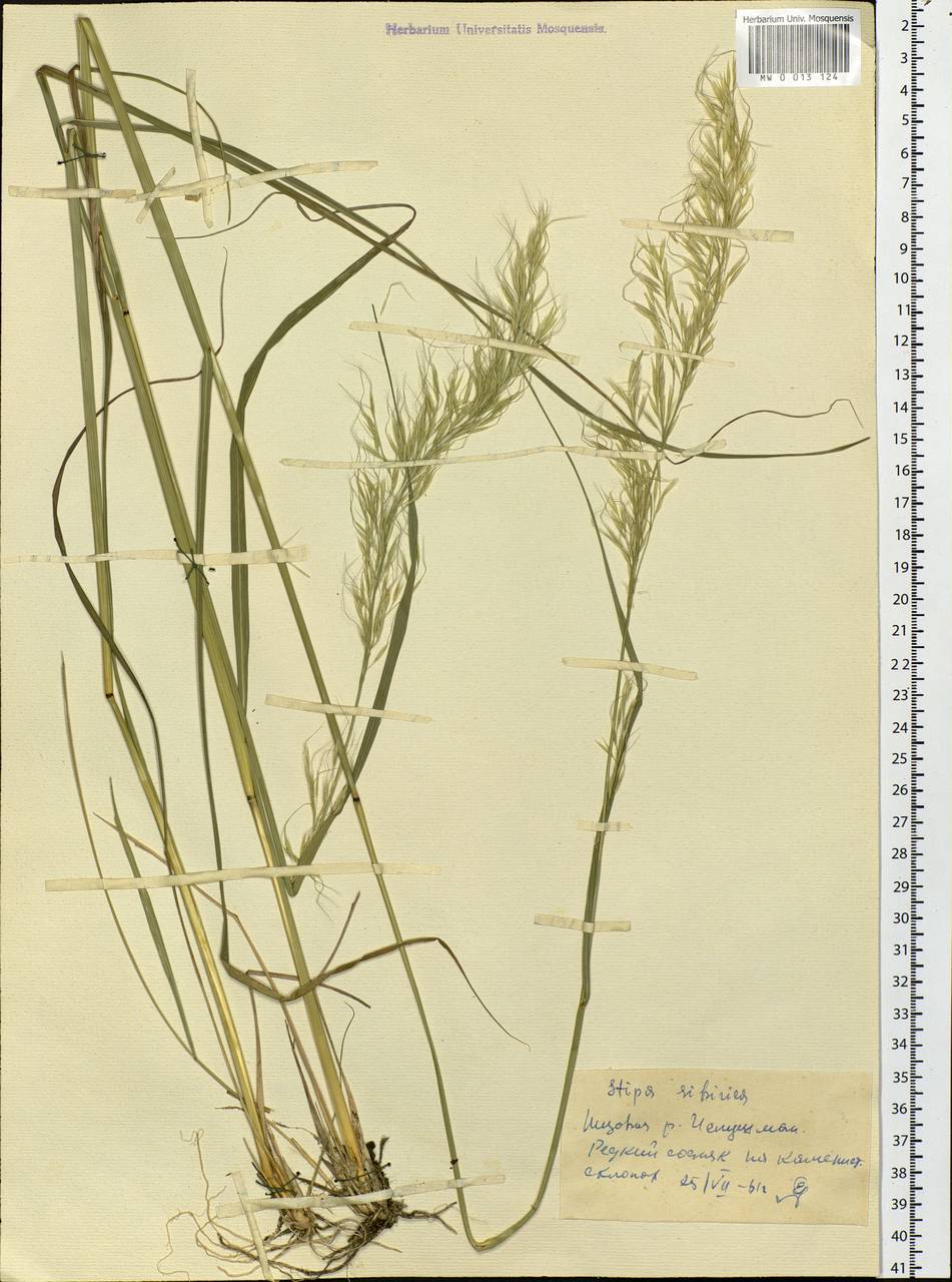 Achnatherum sibiricum (L.) Keng ex Tzvelev, Siberia, Altai & Sayany Mountains (S2) (Russia)