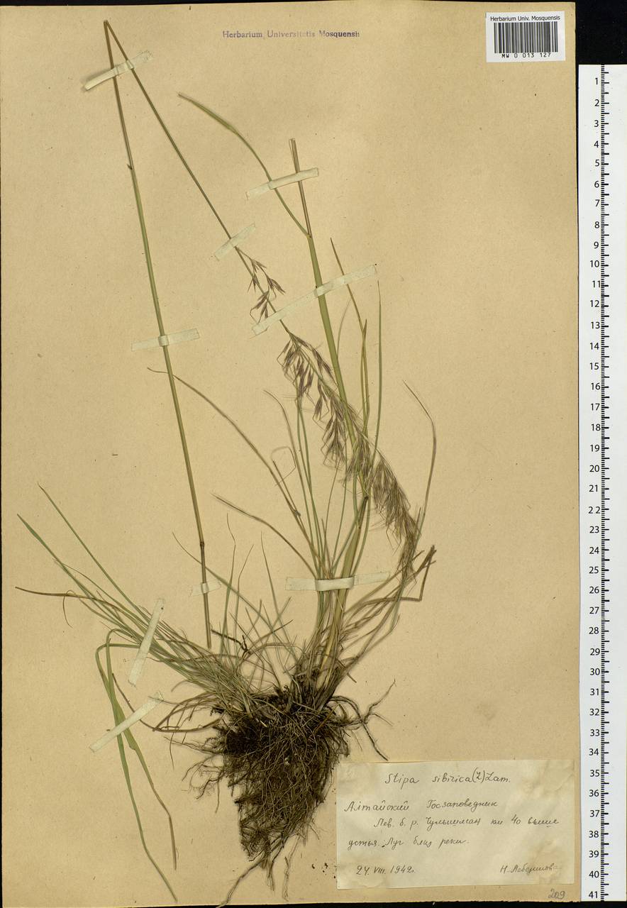 Achnatherum sibiricum (L.) Keng ex Tzvelev, Siberia, Altai & Sayany Mountains (S2) (Russia)