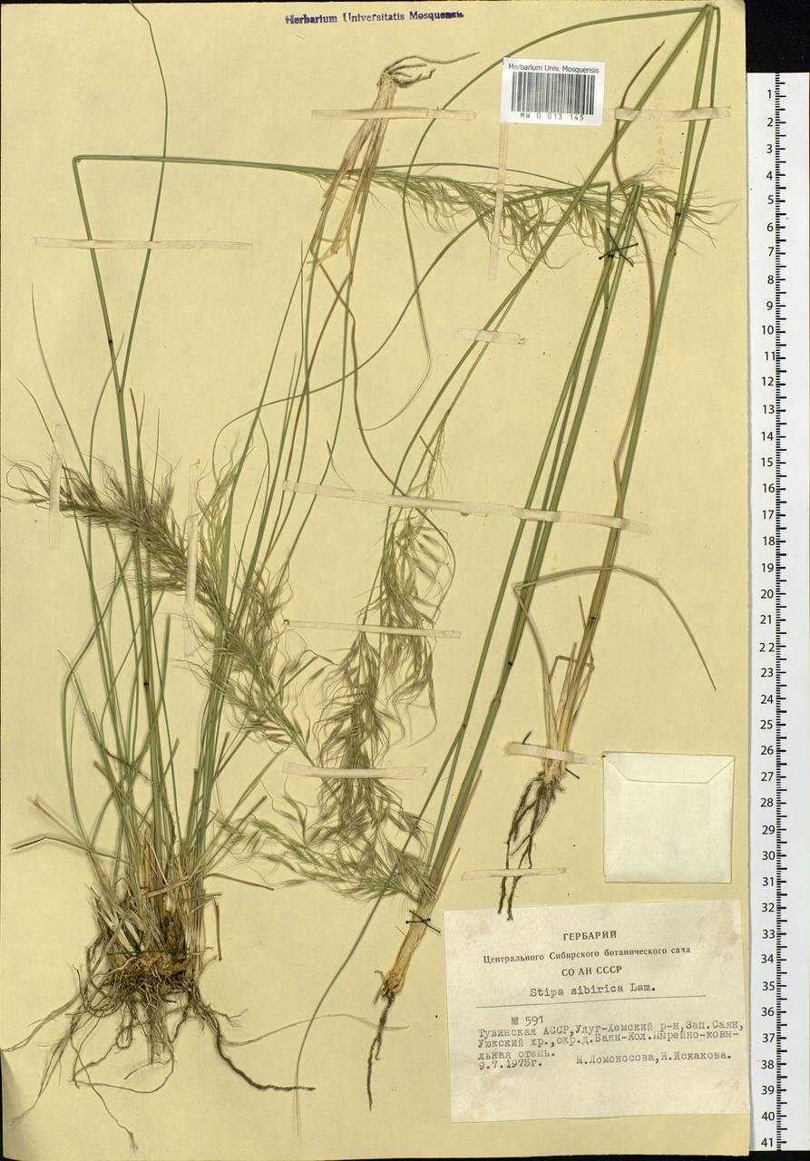Achnatherum sibiricum (L.) Keng ex Tzvelev, Siberia, Altai & Sayany Mountains (S2) (Russia)