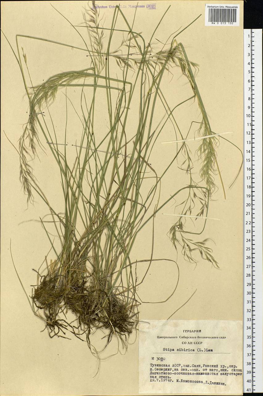 Achnatherum sibiricum (L.) Keng ex Tzvelev, Siberia, Altai & Sayany Mountains (S2) (Russia)